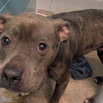 SEPTEMBER -  Staffordshire Bull Terrier and Mixed Breed Dog for Adoption in Houston, Texas - SEPTEMBER | PetCurious