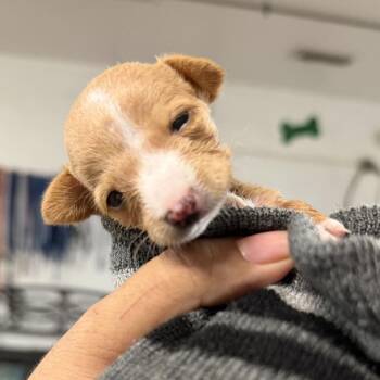 Fritz F2 -  Chihuahua Dog for Adoption in Edinburg, Texas - Fritz F2 | PetCurious
