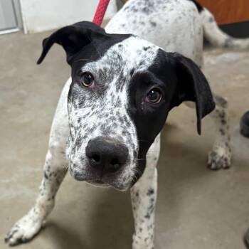 Ozzy -  Australian Cattle Dog Blue Heeler and Mixed Breed Dog for Adoption in Yuma, Arizona - Ozzy | PetCurious