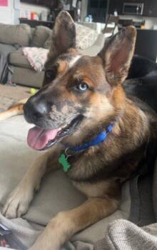 Rescue Shepherd and Australian Cattle Dog Blue Heeler Dogs for Adoption in Ottawa Hills, Ohio - Baron | PetCurious
