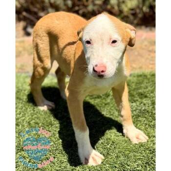 Violet Litter -  Hound and Border Collie Dog for Adoption in Inglewood, California - Violet Litter | PetCurious