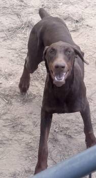 Brown Sugar -  Doberman Pinscher Dog for Adoption in Fredericksburg, Virginia - Brown Sugar | PetCurious
