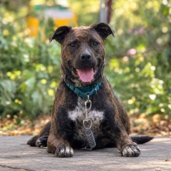 Boz -  Labrador Retriever and Pit Bull Terrier Dog for Adoption in Springfield, Missouri - Boz | PetCurious