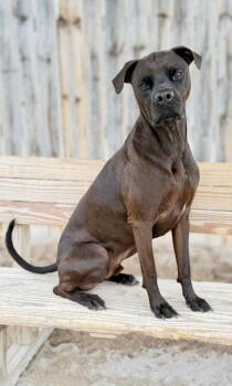 Labrador Retriever Dogs Available for Adoption in Muskegon, Michigan - Liam | PetCurious