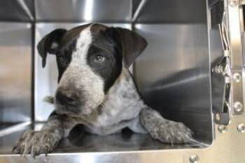 Rescue Australian Cattle Dog Blue Heeler and Mixed Breed Dogs for Adoption in Weatherford, Texas - Rollo | PetCurious
