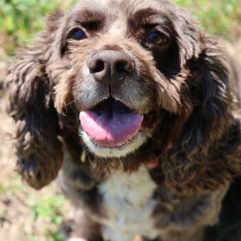 Rescue Cocker Spaniel Dogs for Adoption in Exeter, Rhode Island - Luna | PetCurious