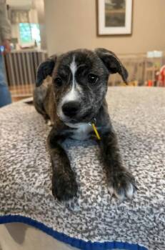 Tiki -  Mixed Breed Dog Available for Adoption - Tiki | PetCurious