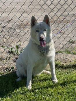 61875054-Luna -  Husky Dog for Adoption in Elko, Nevada - 61875054-Luna | PetCurious