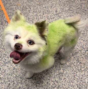 Pomeranian Dogs Available for Adoption in Golden, Colorado - Guapo | PetCurious