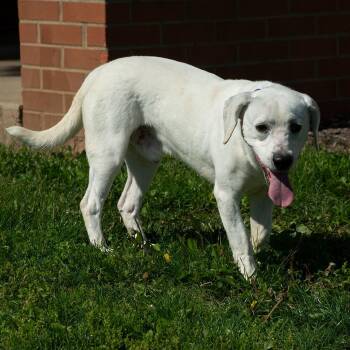 Beagle and Husky Dogs Available for Adoption in Troy, Ohio - Titanic | PetCurious