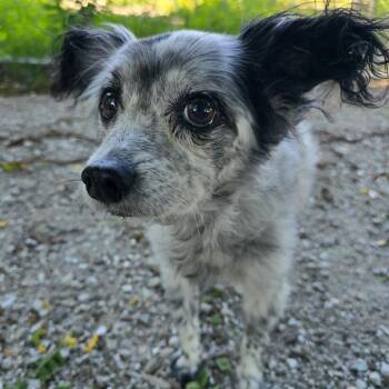 Rascal -  Papillon Dog for Adoption in Columbia, Missouri - Rascal | PetCurious