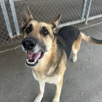 German Shepherd Dog Dogs Available for Adoption in Emporia, Kansas - Roxanne | PetCurious