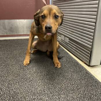 Hound and Mixed Breed Dogs Available for Adoption - Les Paul - Duplicate | PetCurious