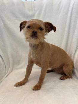 Shih Tzu and Mixed Breed Dogs Available for Adoption in Forney, Texas - SOPHIA | PetCurious