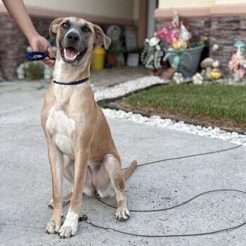 Atlanta -  Black Mouth Cur Dog for Adoption in Harlingen, Texas - Atlanta | PetCurious