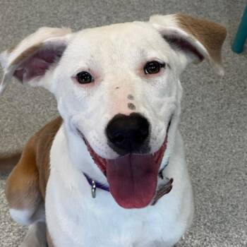 Isla -  Mixed Breed Dog for Adoption in Wheeling, Illinois - Isla | PetCurious