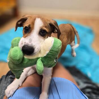 Dylan -  Mixed Breed Dog for Adoption in Woodstock, Illinois - Dylan | PetCurious