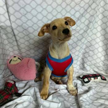 Martin -  Labrador Retriever and Mixed Breed Dog for Adoption in Washington, District Of Columbia - Martin | PetCurious
