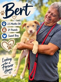 Bert -  Labrador Retriever Dog for Adoption in Fort Worth, Texas - Bert | PetCurious