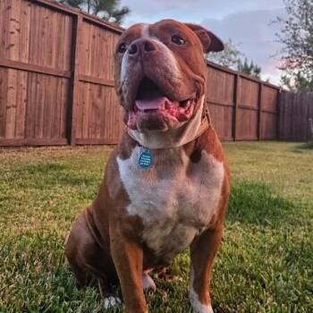 Guppy Delivers Giggles -  American Bulldog and Pit Bull Terrier Dog for Adoption in Friendswood, Texas - Guppy Delivers Giggles | PetCurious
