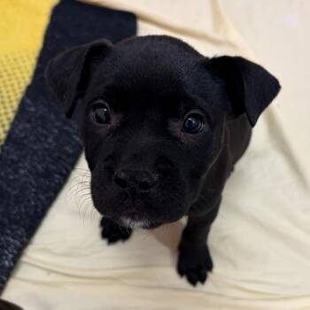 Black Labrador Retriever and Mixed Breed Dogs Available for Adoption - Carebear Cosmo | PetCurious