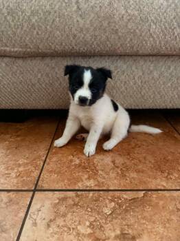 Latte -  Border Collie Dog for Adoption in Mesa, Arizona - Latte | PetCurious