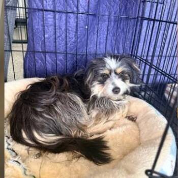 Terrier Dogs Available for Adoption - Daisy | PetCurious