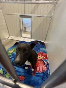 Mazie -  Pit Bull Terrier and Mixed Breed Dog for Adoption in Fresno, California - Mazie | PetCurious