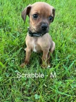 Scrabble -  Terrier Dog for Adoption in Hillside, Illinois - Scrabble | PetCurious