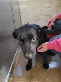 Labrador Retriever Dogs Available for Adoption in Linton, Indiana - Fezzik | PetCurious