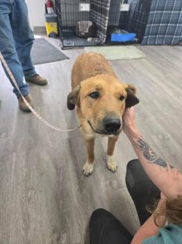 Great Pyrenees and Shepherd Dogs Available for Adoption in Glenfield, New York - Daisy Mae | PetCurious