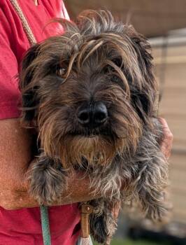 Jamb -  Schnauzer and Poodle Dog for Adoption in Ramona, California - Jamb | PetCurious