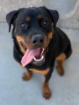 Rottweiler and Mixed Breed Dogs Available for Adoption in Riverside, California - AMY | PetCurious