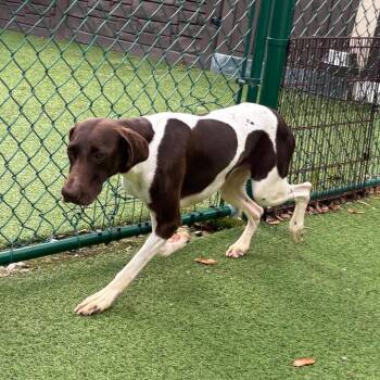 Bailey 7544 -  German Shorthaired Pointer Dog for Adoption in Loxahatchee Groves, Florida - Bailey 7544 | PetCurious