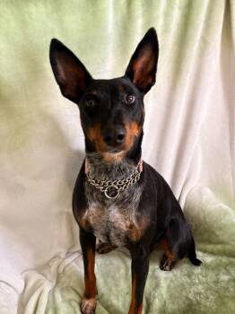 Manchester Terrier Dogs Available for Adoption in Brookings, Oregon - Martha | PetCurious