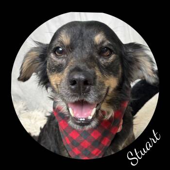 Terrier Dogs Available for Adoption in Fredericksburg, Virginia - Stuart | PetCurious