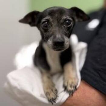 DOG 8/11/2026 -  Chihuahua and Mixed Breed Dog for Adoption in Bullhead City, Arizona - DOG 8/11/2026 | PetCurious