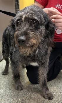Bluesy -  Standard Poodle and Labrador Retriever Dog Available for Adoption in Kansas City, Missouri - Bluesy | PetCurious
