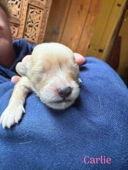 Carlie (AL) -  Chihuahua Dog for Adoption in New York, New York - Carlie (AL) | PetCurious