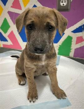 Pit Bull Terrier Dogs Available for Adoption in Baytown, Texas - DANTE | PetCurious