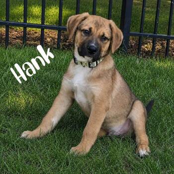 Hank -  Shepherd and Labrador Retriever Dog for Adoption in Kannapolis, North Carolina - Hank | PetCurious