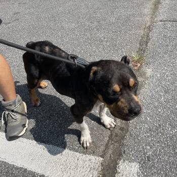 06/26/2026-Stray-NLumpkinRoad/32ndAvenue -  Mixed Breed Dog for Adoption in Columbus, Georgia - 06/26/2026-Stray-NLumpkinRoad/32ndAvenue | PetCurious