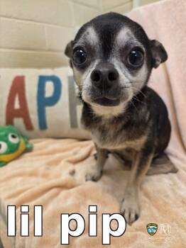 lil pip -  Chihuahua Dog for Adoption in Rocky Mount, North Carolina - Lil Pip | PetCurious