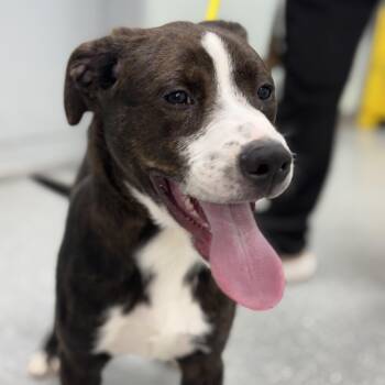 Smith -  Mountain Cur Dog for Adoption in Bardstown, Kentucky - Smith | PetCurious