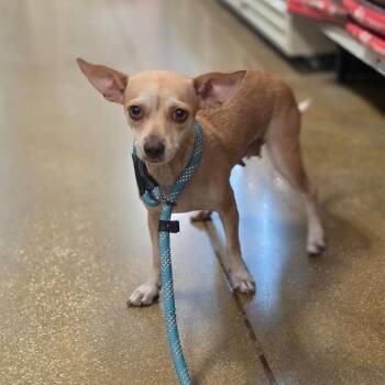 Lucy FJ -  Chihuahua Dog for Adoption in Austin, Texas - Lucy FJ | PetCurious