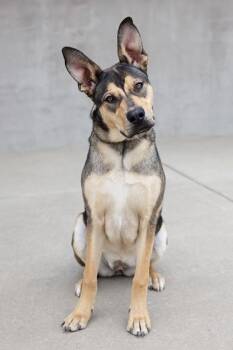 Mixed Breed Dogs Available for Adoption in Longmont, Colorado - Canela | PetCurious