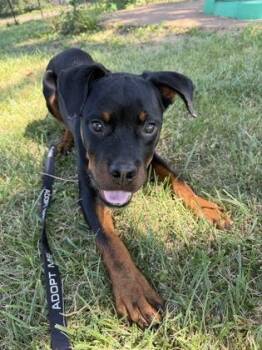 Baby Shark -  Rottweiler and Mixed Breed Dog for Adoption in Kansas City, Missouri - Baby Shark | PetCurious