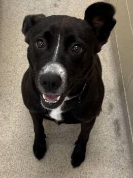 Donna -  Black Labrador Retriever and Pit Bull Terrier Dog for Adoption in Youngstown, Ohio - Donna | PetCurious