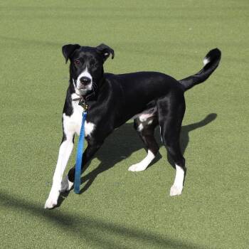 Hudson -  Mixed Breed Dog for Adoption in Port Washington, New York - Hudson | PetCurious