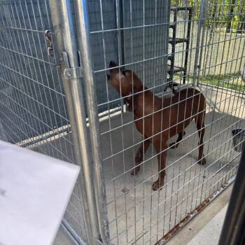 Redbone Coonhound Dogs Available for Adoption in Columbus, North Carolina - Gigi AKA Sully | PetCurious
